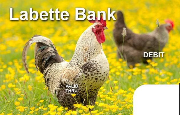Rooster