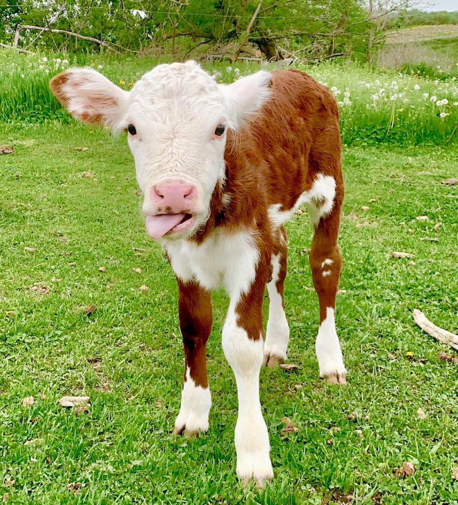 Kali Haufe - Marion - Spring calf exploring the pasture.