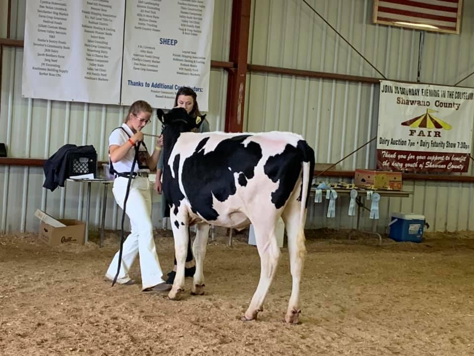 Kendra Strebel - Shawano County Fair - Holstein show heifer, Pluto. 