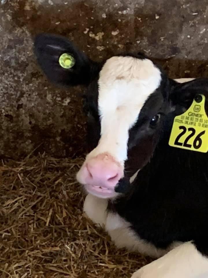 Kim Karski - Gresham - Here's a cute Holstein calf at my folk's farm. If you look close he has a little under bite.