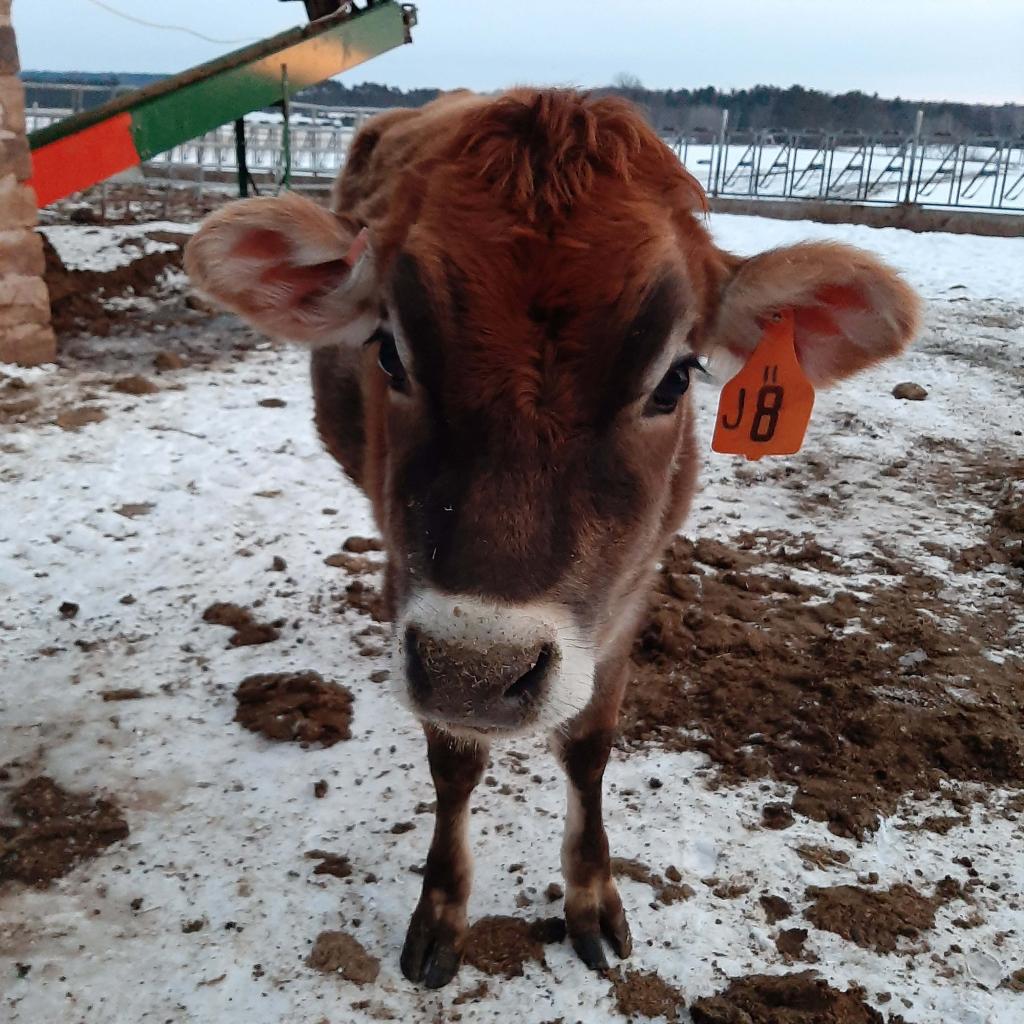 Kortlyn Schachtschneider - Cedar Lake Dairy, Marion - A Christmas present from the &quot;dairy fairy.&quot;