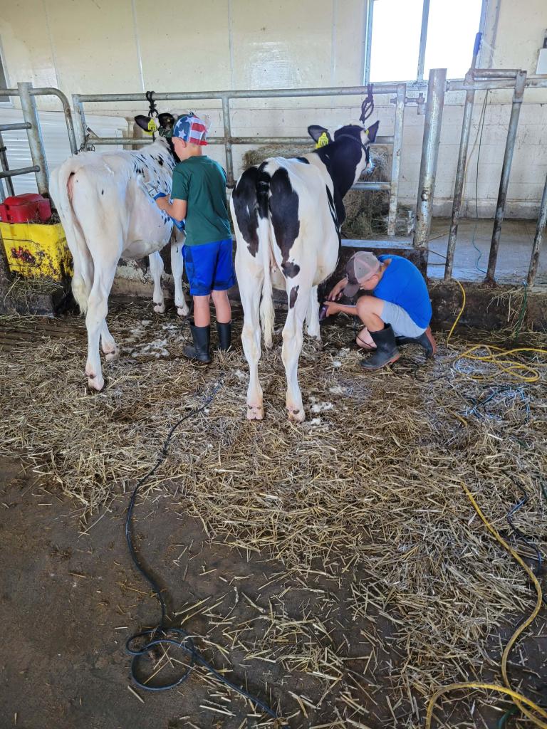Tim Voight - Jeffana Holsteins, Manawa - Javen and Payton Prickette clipping their calves before leaving for the fair.