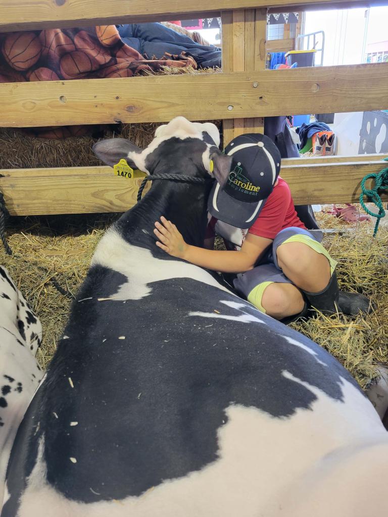 Tracie Voight - Waupaca County Fair - Payton snuggling with the calf he showed at the Waupaca County Fair.
