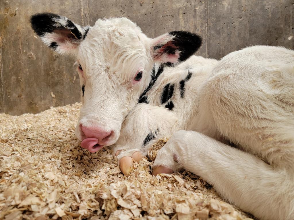 Kellie Zahn - Clintonville - &quot;A new baby calf looking for lunch.&quot;
