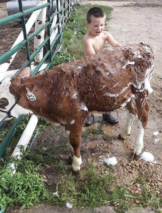 Sarah Roe - Dennis Roe Jr giving his steer a bath